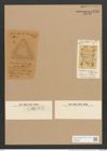Stauroneis desiderata Cleve (de-Toni-Nr.: Genus 6, Species 928) Zeichnungen Sammlung Grunow Nr. 1786 (NHMW-BOT-W0368689)